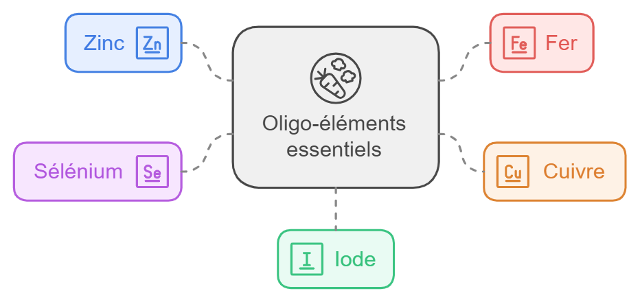 schéma oligo éléments essentiels