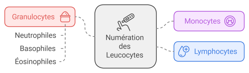 numération des leucocytes ou globules blancs avec une prise de sang