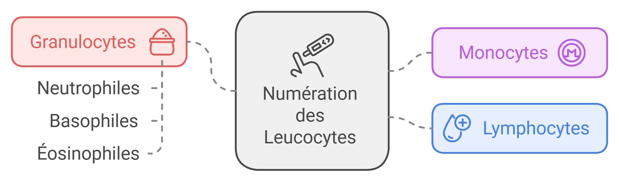 numération des leucocytes ou globules blancs avec une prise de sang