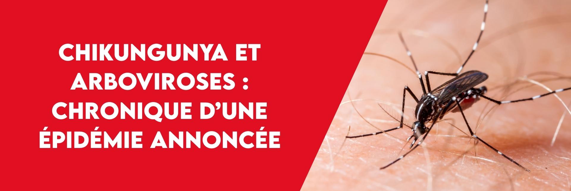 Article Bannière site web moustique (2)
