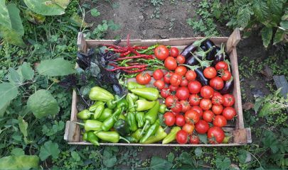 légumes bio